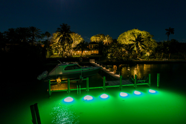 several fish swimming near underwater dock lights